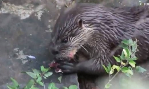 Αυτή η βίδρα είναι πραγματικά πεινασμένη!