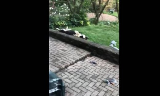 Αυτός ο σκύλος το έριξε στον ύπνο!