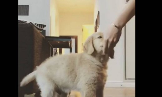 Μπορεί να είναι κουτάβι, όμως ξέρει πολλά... κόλπα!