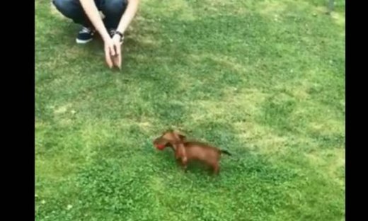 Δείτε τι κάνει αυτό το 9 εβδομάδων σκυλάκι!