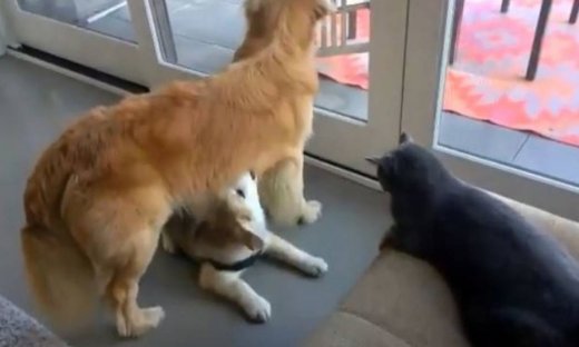 Έτσι προστατεύτηκε αυτό το κουτάβι από την επίθεση της γάτας!