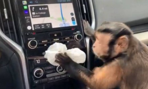 Τρελό γέλιο! Μια μαϊμού για όλες τις δουλειές!