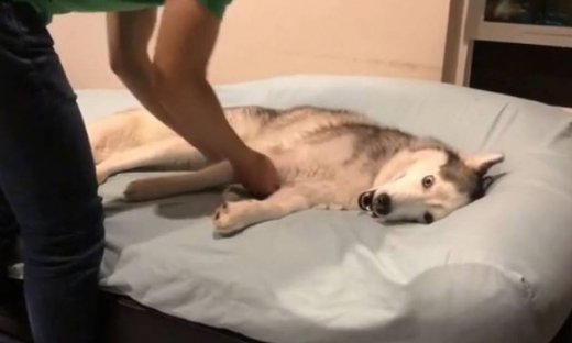 Αυτός είναι ο πιο τεμπέλης σκύλος που έχετε δει!