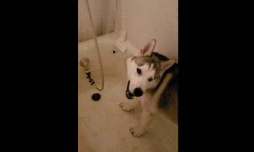 Αυτό το χάσκι είναι ξεκάθαρο ότι θέλει να κάνει ντουζ!