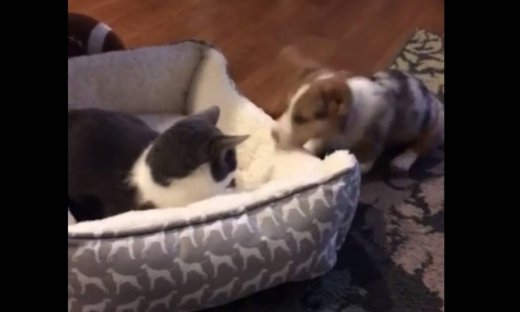 H γάτα του πήρε το κρεβάτι κι ο σκυλάκος δεν το δέχεται!