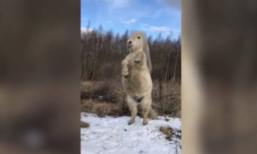 To πόνυ αυτό...χορεύει!