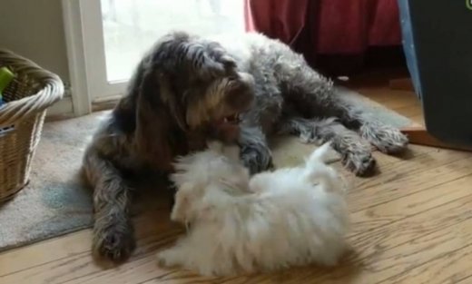 Το κουτάβι που κάνει τα πάντα για να ξεσηκώσει των 100 κιλών φίλο του