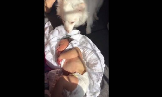 O σκυλάκος προστατεύει το νεογέννητο από τον ήλιο!