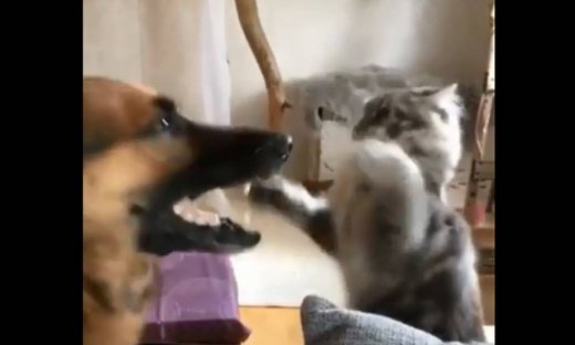Γάτα και σκύλος σε αστεία...μάχη
