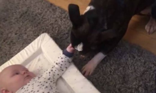 Θα λιώσετε με τη συμπεριφορά ενός bulldog σ' ένα μωρό – Δείτε τι έκανε!