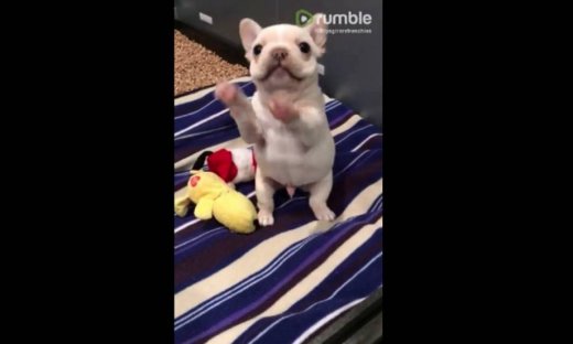 Αυτό το γλυκό κουταβάκι μαθαίνει να κάθεται