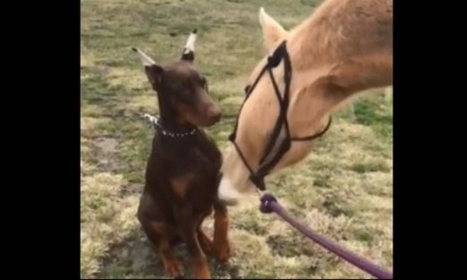 Η απίστευτη σχέση αυτού του σκύλου με το άλογο του αφεντικού του!