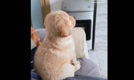 Αυτό το κουτάβι λατρεύει να βλέπει… κόμικς!