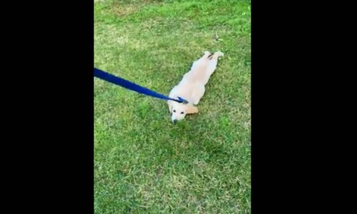 Το πιο πεισματάρικο σκυλάκι!