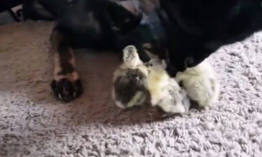 Αυτά τα σκυλιά έχουν ξετρελαθεί με τα μικρά κοτοπουλάκια!