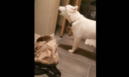 Η σκυλίτσα δεν μπορεί να αποχωριστεί το αφεντικό της με τίποτα!