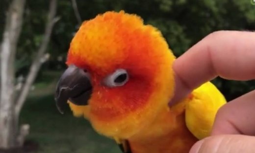 Αυτό το παπαγαλάκι λατρεύει τα χάδια!