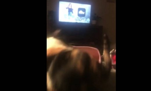 Η γάτα αυτή την...πάτησε!