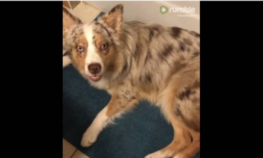 Αυτός ο σκύλος λειτουργεί σαν...ξυπνητήρι