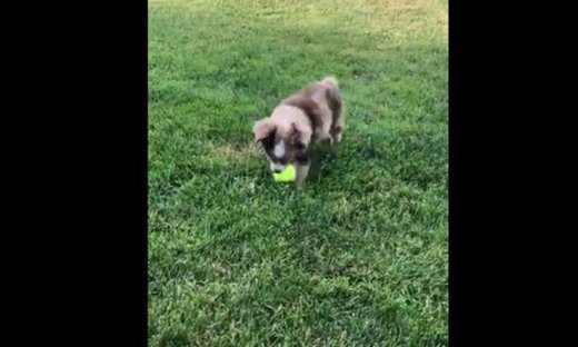 Όταν ένας σκύλος... εκπαιδεύεται!