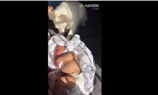 Απίστευτο! Αυτός ο σκύλος προσπαθεί να προστατέψει το νεογέννητο από την αντηλιά!