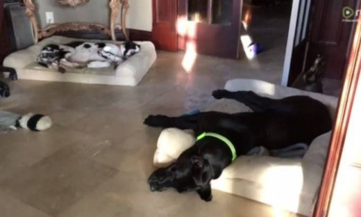 Θα λιώσετε! Όταν δύο σκυλάκια κοιμούνται την ίδια ώρα!