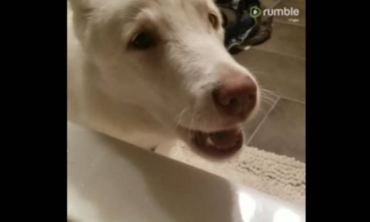 Δείτε πώς αντιδρά ένας σκύλος, όταν το αφεντικό του κάνει μπάνιο!