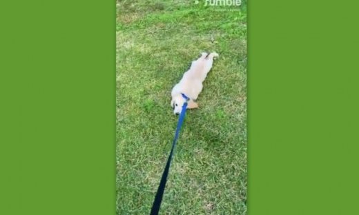 Δείτε τι έκανε αυτός ο σκύλος στο αφεντικό του για να κάτσουν κι άλλο στο πάρκο!