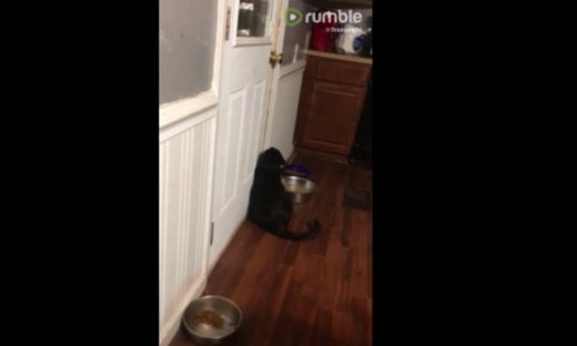 Δε φαντάζεστε τι προσπαθεί να κάνει αυτό το γατί!