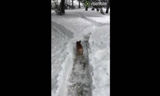 Αυτός ο σκύλος έχει τρέλα με το… χιόνι!