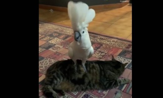 Αυτός ο παπαγάλος...γαβγίζει