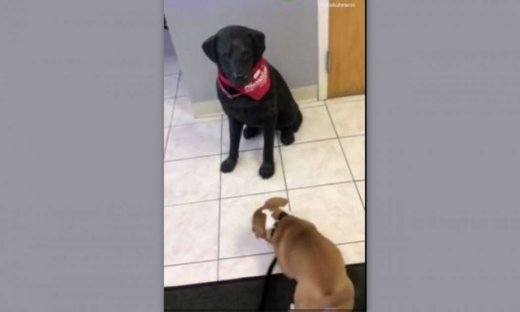 Θα λιώσετε! Ο «φίλος» του δεν τον παίζει και δείτε τι κάνει!