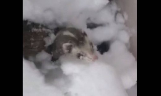 Αυτό το κουνάβι βλέπει χιόνι για πρώτη φορά