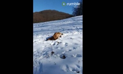 Τα παιχνίδια του στο χιόνι είναι μαγικά!