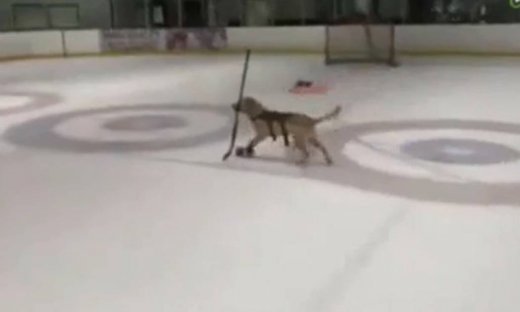 Ένας σκύλος με… ταλέντο!