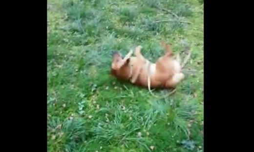 Δείτε τι κάνει αυτός ο σκύλος!