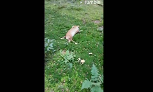 Ένας σκύλος που λατρεύει τη… φύση!