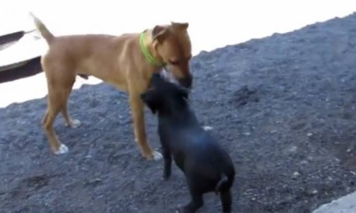 Είναι γουρουνάκι με φίλους...σκύλους