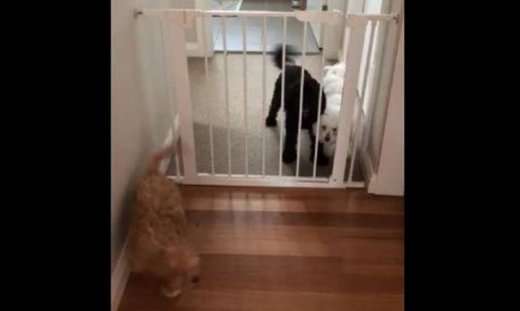 Τους χωρίζει μια καγκελόπορτα και κάνουν τα πάντα για να έρθουν κοντά