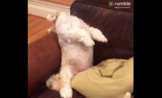 Αυτός ο σκύλος είναι θυμωμένος και η στάση του είναι ξεκαρδιστική