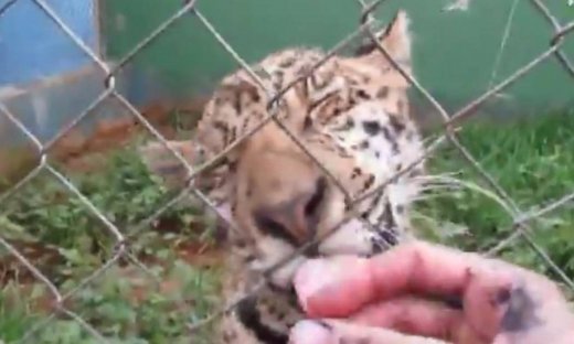 Ατρόμητος! Έδωσε το χέρι του στο jaguar και δείτε τι έγινε