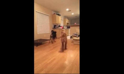 Θα πάθετε πλάκα! Είναι τα πιο έξυπνα σκυλάκια!