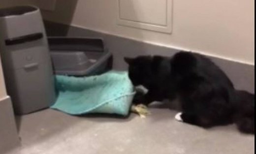 Η γάτα έβαλε στόχο να μετακινήσει το χαλάκι του μπάνιου