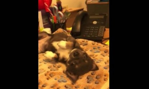 Το αξιολάτρευτο σκυλάκι ξεκουράζεται πάνω στο γραφείο του αφεντικού του