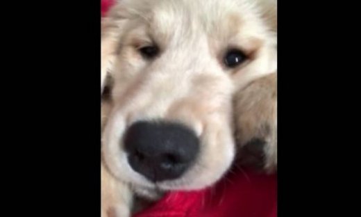 Ο όμορφος σκύλος απολαμβάνει τη μουσική και τα χάδια