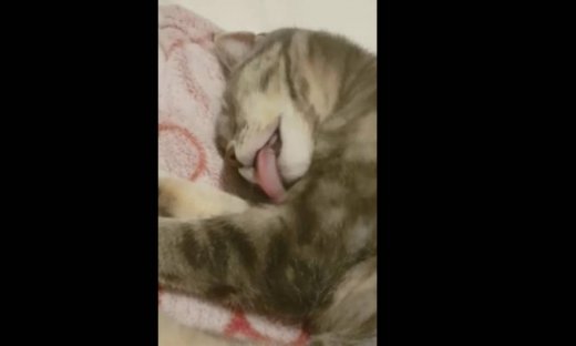 Πολύ γέλιο! Αυτή γάτα γλείφεται στον ύπνο της