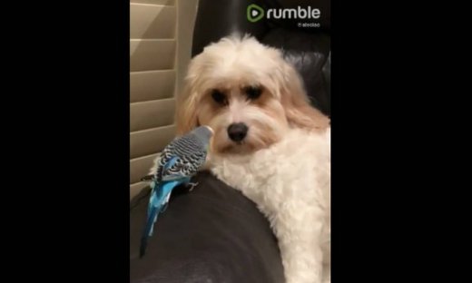 Όταν ένα παπαγαλάκι παίζει με έναν… σκύλο!