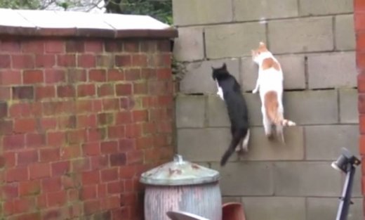 Οι γάτες έκαναν το άλμα τους αλλά η προσγείωση ήταν πολύ αστεία!