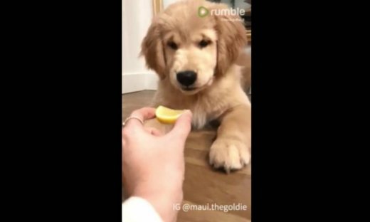 Σε αυτό το σκυλί δεν αρέσει το λεμόνι