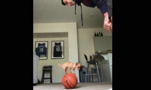 Εντυπωσιακό! Αυτός ο σκύλος ισορροπεί στην μπάλα